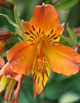 ALSTROEMERIA Colorita Elaine Orange